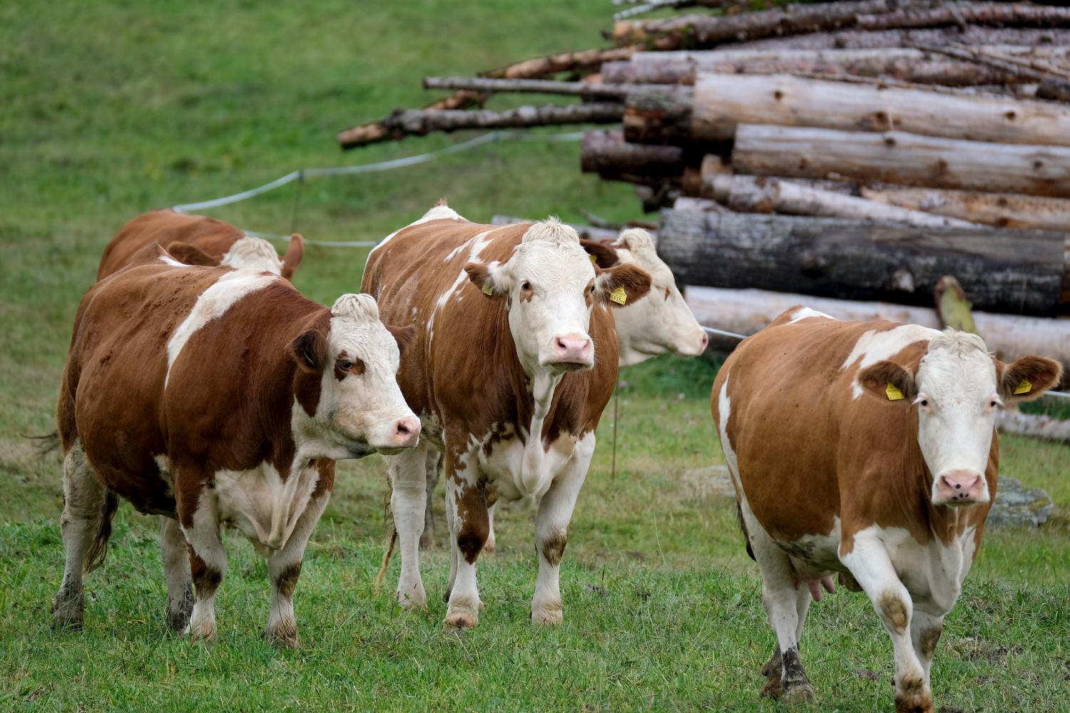 Agropecuária ocupa considerável extensão de terra no bioma Amazônia